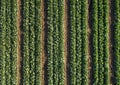 Cabbage plants in rows in a farm field, aerial view from drone Royalty Free Stock Photo