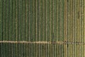 Cabbage plants in rows in a farm field, aerial view from drone Royalty Free Stock Photo