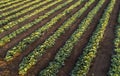Cabbage plants in rows in a farm field, aerial view from drone Royalty Free Stock Photo