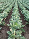 Cabbage plants in rows