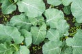 Cabbage plants after watering in the garden, top view, background. Royalty Free Stock Photo