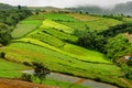 Cabbage plot on highland in thailand Royalty Free Stock Photo