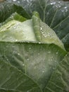 Cabbage with rain drops