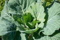 Cabbage roach grows in the garden Royalty Free Stock Photo
