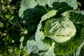 Cabbage roach grows in the garden Royalty Free Stock Photo