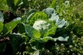 Cabbage roach grows in the garden Royalty Free Stock Photo