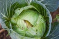 Cabbage rotten and damaged by insects pests - Organic vegetables farming and agriculture industry nontoxic Clean food concept