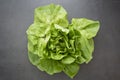 Cabbage round fresh lettuce isolated on dark background with copy space. Salat lettuce. Healthy food Royalty Free Stock Photo