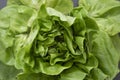 Cabbage round fresh lettuce isolated on dark background with copy space. Salat lettuce. Healthy food Royalty Free Stock Photo