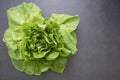 Cabbage round fresh lettuce isolated on dark background with copy space. Salat lettuce. Healthy food