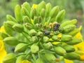 Cabbage seed weevil (Ceutorhynchus assimilis) on repeseed. Royalty Free Stock Photo