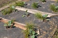 Cabbage seedling bed with protection against weeds and insects wreckers Royalty Free Stock Photo