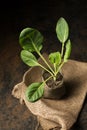 cabbage seedling in containers on a dark background Royalty Free Stock Photo