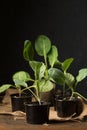 cabbage seedlings on a dark background Royalty Free Stock Photo