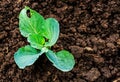 Cabbage seedlings