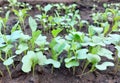 cabbage seedlings growing in a greenhouse. vegetable garden plant beds agricultural crops, gardening, small green leaves Royalty Free Stock Photo