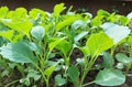 cabbage seedlings growing in a greenhouse. vegetable garden plant beds agricultural crops, gardening, small green leaves Royalty Free Stock Photo