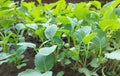 cabbage seedlings growing in a greenhouse. vegetable garden plant beds agricultural crops, gardening, small green leaves Royalty Free Stock Photo