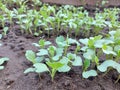 cabbage seedlings growing in a greenhouse. vegetable garden plant beds agricultural crops, gardening, small green leaves Royalty Free Stock Photo