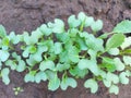 cabbage seedlings growing in a greenhouse. vegetable garden plant beds agricultural crops, gardening, small green leaves Royalty Free Stock Photo