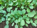 cabbage seedlings growing in a greenhouse. vegetable garden plant beds agricultural crops, gardening, small green leaves Royalty Free Stock Photo