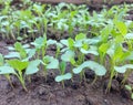 cabbage seedlings growing in a greenhouse. vegetable garden plant beds agricultural crops, gardening, small green leaves Royalty Free Stock Photo