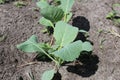 Cabbage Seedlings Planted In The Ground. Growing Vegetables. Spring, Planting Plants. Agriculture