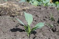 Cabbage Seedlings Planted In The Ground. Growing Vegetables. Spring, Planting Plants. Agriculture