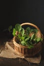 cabbage seedlings in a vine basket on a dark background Royalty Free Stock Photo
