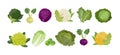 Cabbage set: savoy, white cabbage, broccoli, cauliflower, kale and other. Vector Illustration on white background