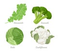 Cabbage set. Vector illustration of cabbage, kale, broccoli, Cauliflower Isolated On A White Background. Healthy organic food, fre Royalty Free Stock Photo