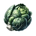 A cabbage showing its green foliage and veins against a white backdrop. Royalty Free Stock Photo