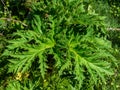 Cabbage-spotted thistle Cirsium oleraceum in a park