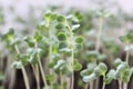 Cabbage sprouts