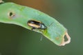 Cabbage Stem Flea beetle and damaged leaves of oilseed rape - canola. Pests of crops.