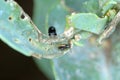 Cabbage Stem Flea beetle and damaged leaves of oilseed rape - canola. Pests of crops.