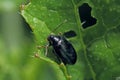 Cabbage Stem Flea Beetle Psylliodes chrysocephala.