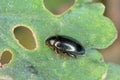 Cabbage Stem Flea Beetle Psylliodes chrysocephala.