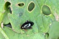 Cabbage Stem Flea Beetle Psylliodes chrysocephala.