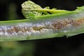 Cabbage stem weevil (Ceutorhynchus pallidactylus, formerly quadridens) pest in vegetable brassicas and oilseed rape. Royalty Free Stock Photo