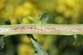 Cabbage stem weevil (Ceutorhynchus pallidactylus, formerly quadridens) pest in vegetable brassicas and oilseed rape.