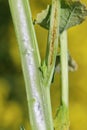 Cabbage stem weevil (Ceutorhynchus pallidactylus, formerly quadridens) pest in vegetable brassicas and oilseed rape. Royalty Free Stock Photo