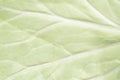 Cabbage texture background. A ripe whole cabbage surface. Organic food cabbage skin