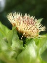 Cabbage thistle (Cirsium oleraceum) Royalty Free Stock Photo