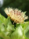 Cabbage thistle (Cirsium oleraceum)