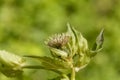 Cabbage thistle, Cirsium oleraceum. Royalty Free Stock Photo
