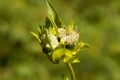 Cabbage thistle, Cirsium oleraceum. Royalty Free Stock Photo