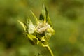 Cabbage thistle, Cirsium oleraceum. Royalty Free Stock Photo
