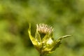 Cabbage thistle, Cirsium oleraceum. Royalty Free Stock Photo