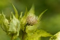 Cabbage thistle, Cirsium oleraceum. Royalty Free Stock Photo